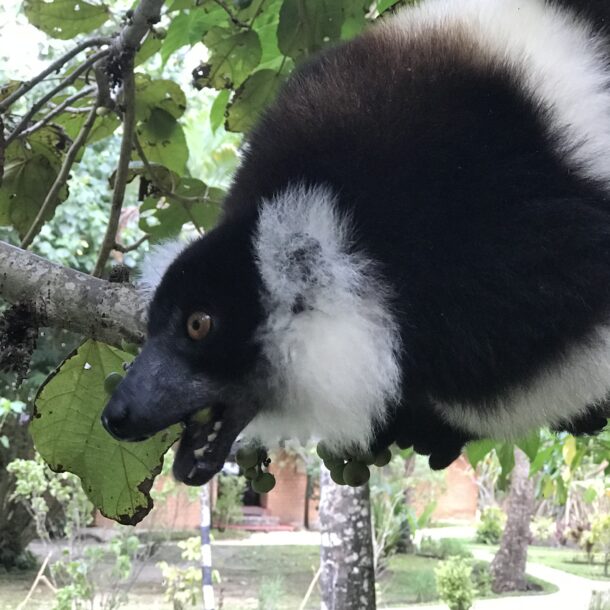 A lemur visiting Aurora Lodge