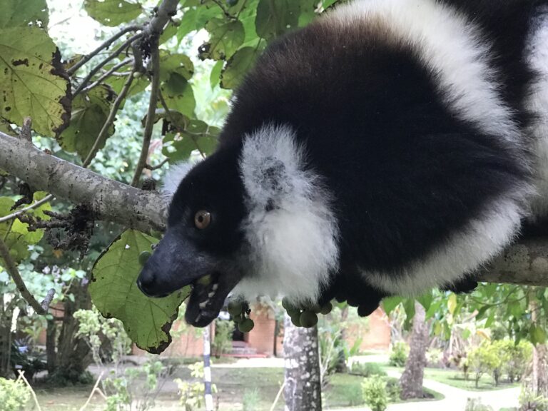 A lemur visiting Aurora Lodge