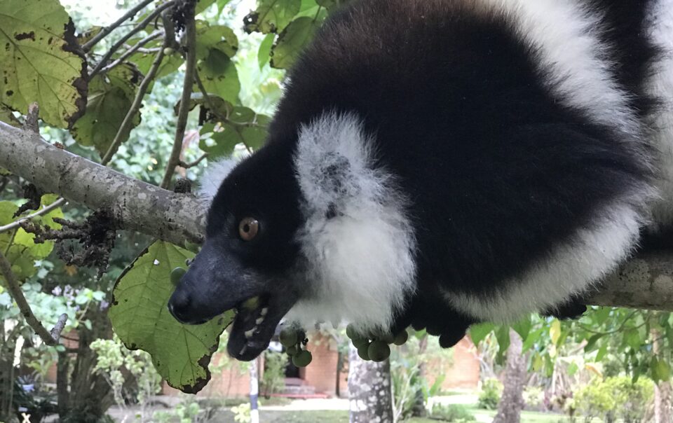 A lemur visiting Aurora Lodge