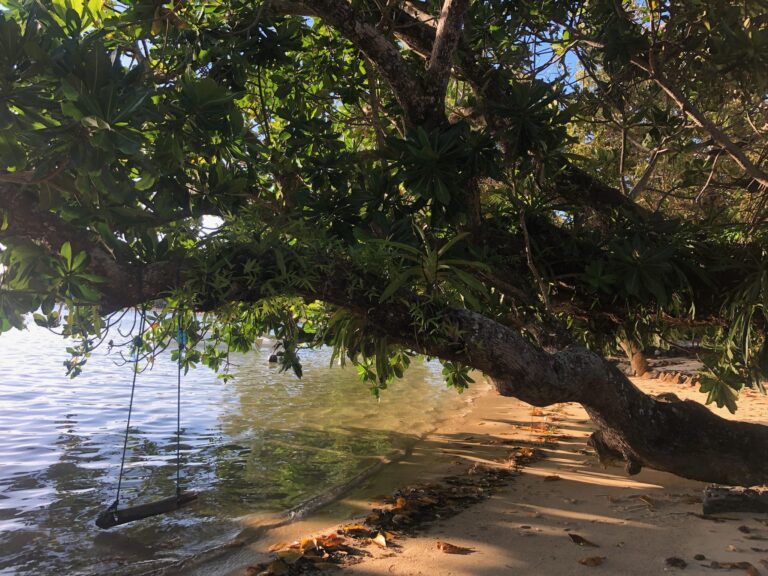 The beach at Aurora Lodge with swing from tree over water