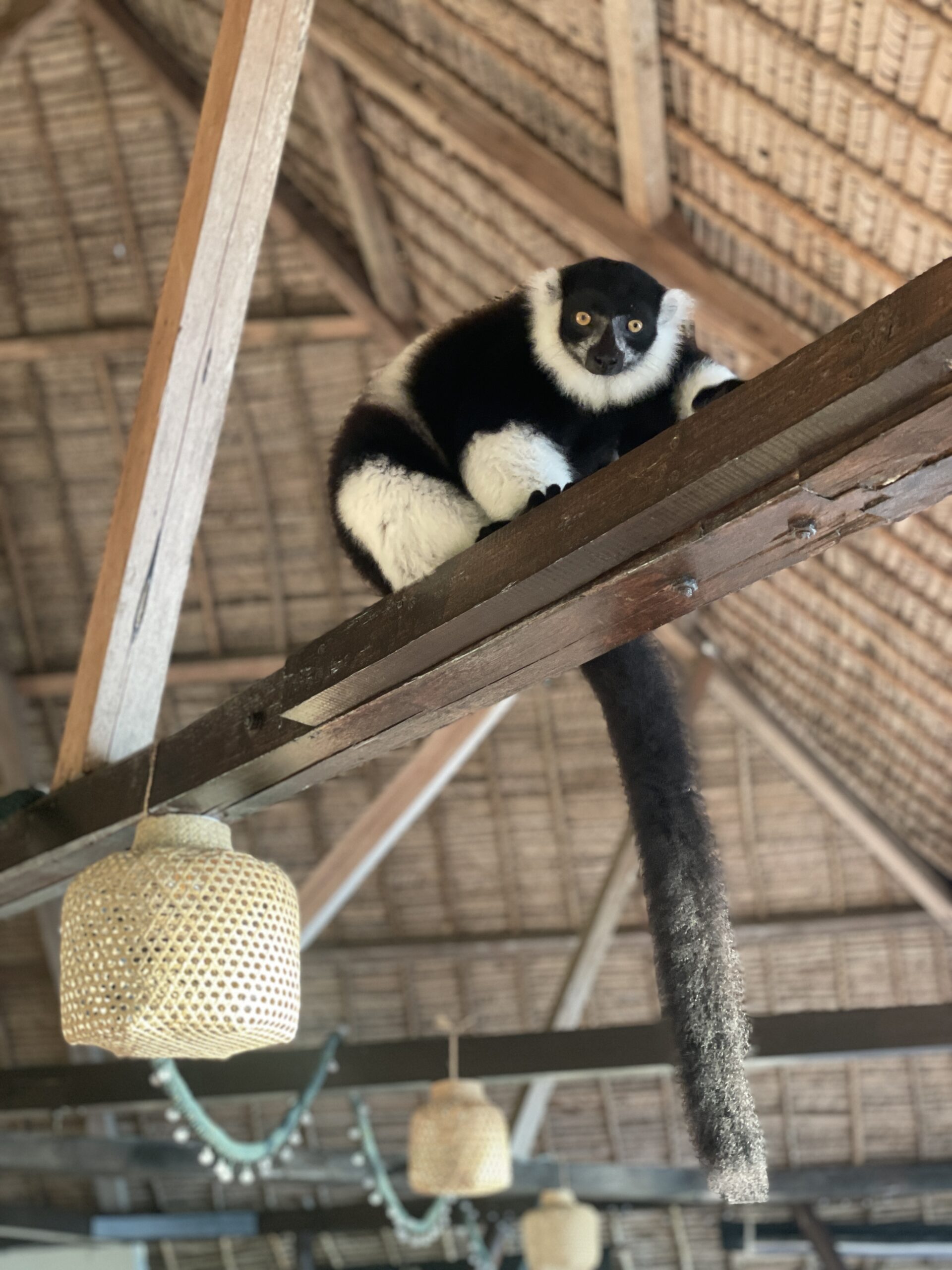 The lemur at Aurora Lodge in Ile aux Nattes