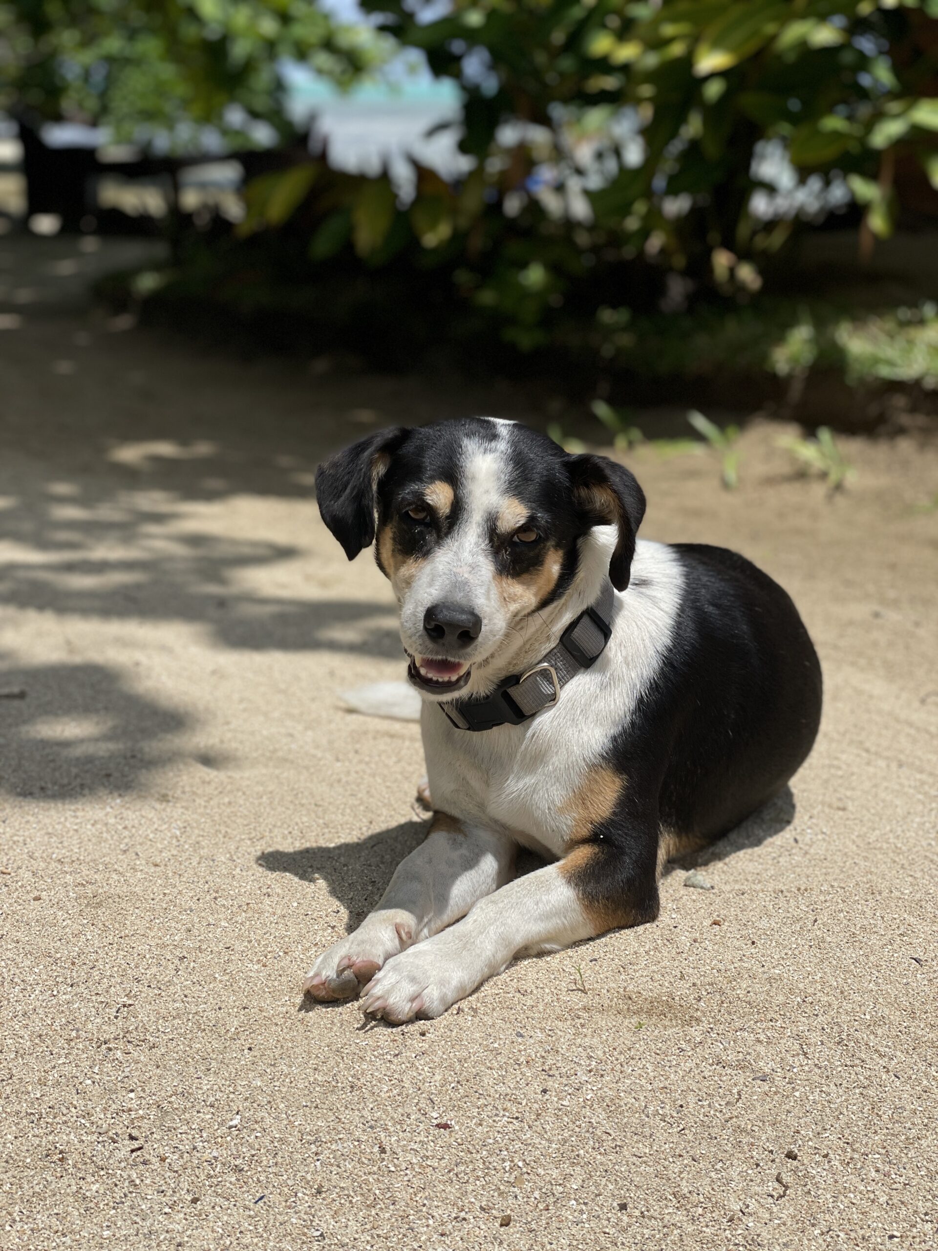 Hotel dog at Aurora Lodge