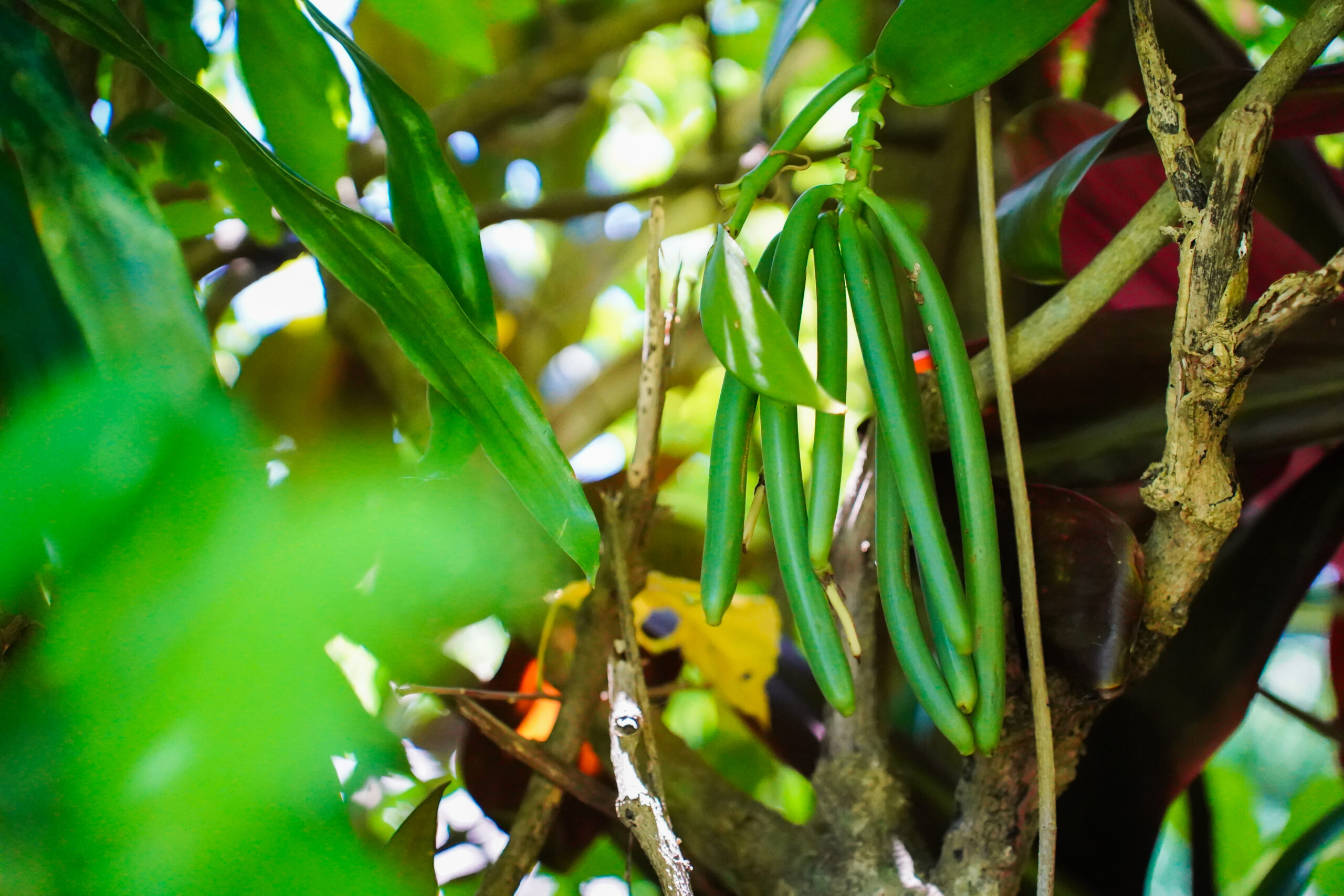 Vanilla at Linda Vanille on ile aux Nattes