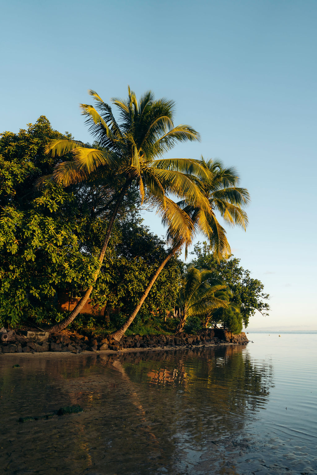 Hazo palmie ao amin'ny Ile aux Nattes amin'ny hariva